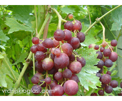 Sadnice grozdja za proleće 2023 veliki izbor sorti - Slika 4/20