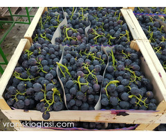 Sadnice grozdja za proleće 2023 veliki izbor sorti - Slika 6/20