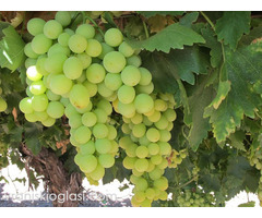 Sadnice grozdja za proleće 2023 veliki izbor sorti - Slika 7/20