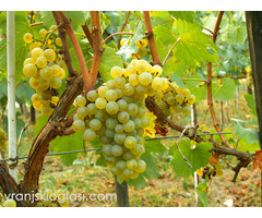 Sadnice grozdja za proleće 2023 veliki izbor sorti - Slika 9/20
