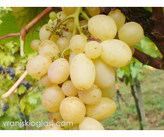 Sadnice grozdja za proleće 2023 veliki izbor sorti - Slika 10/20