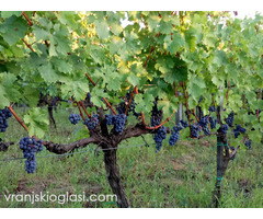 Sadnice grozdja za proleće 2023 veliki izbor sorti - Slika 20/20