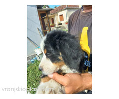 Bernski planinski pas, muško štene