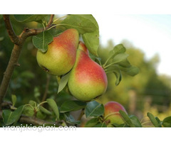 Vocne sadnice - Sorte voća za organsku proizvodnju - Slika 5/7