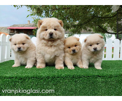 Cau cau Chow chow stenad najlepsi poklon