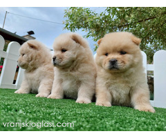 Cau cau Chow chow stenad najlepsi poklon