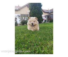 Cau cau Chow chow stenad najlepsi poklon - Slika 4/5