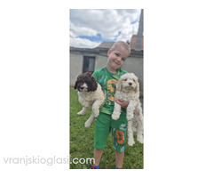 Stenci lagotto romagnolo