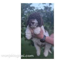 Stenci lagotto romagnolo