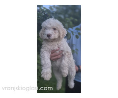 Stenci lagotto romagnolo - Slika 3/3