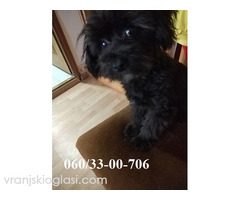 Maltipoo štene