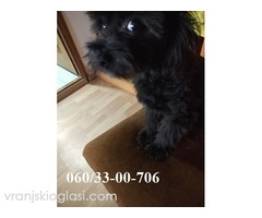 Maltipoo štene