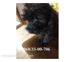 Maltipoo štene