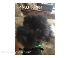 Maltipoo štene - Slika 4/8