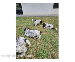 Dostupni štenci Lagoto Romanjole - Slika 4/5