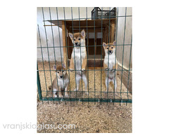 Shiba inu štenci od vrhunskih roditelja