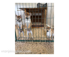 Shiba inu štenci od vrhunskih roditelja