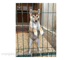 Shiba inu štenci od vrhunskih roditelja