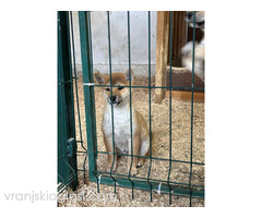 Shiba inu štenci od vrhunskih roditelja - Slika 4/4