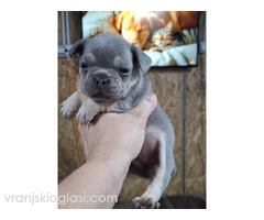 Francuski buldog exotic
