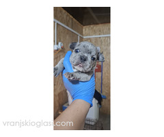 Francuski buldog exotic - Slika 4/5