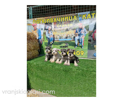 Patuljasti  Snauceri - Slika 4/5