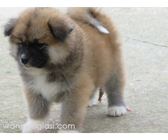 Prodajemo stence japanskih Akita