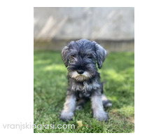 Patuljasti snauceri u ponudi Patuljasti snauceri u ponudi