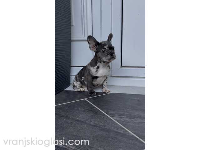 Zenka francuskog buldoga - 1/4