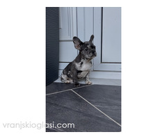 Zenka francuskog buldoga Zenka francuskog buldoga