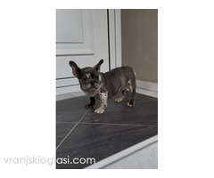 Zenka francuskog buldoga Zenka francuskog buldoga