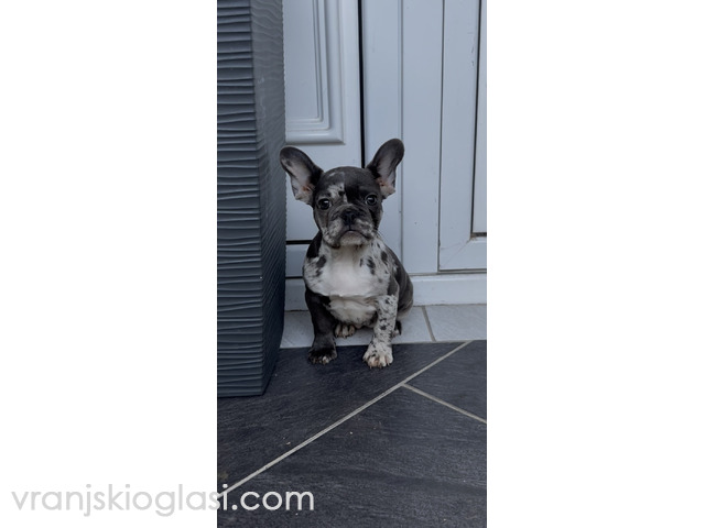 Zenka francuskog buldoga - 3/4