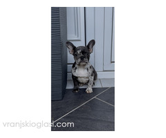 Zenka francuskog buldoga - Slika 3/4