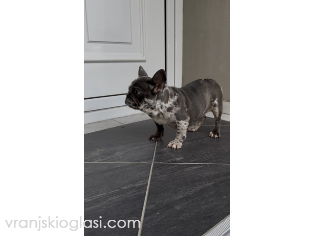 Zenka francuskog buldoga - 4/4