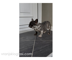 Zenka francuskog buldoga - Slika 4/4