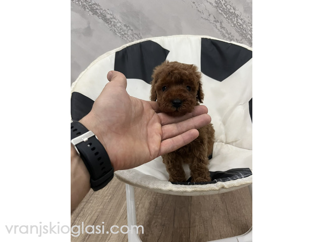 Toy pudle vrhunski kvalitet - 1/5