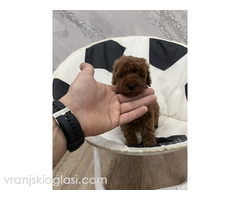 Toy pudle vrhunski kvalitet