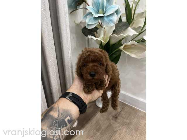 Toy pudle vrhunski kvalitet - 2/5