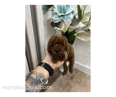 Toy pudle vrhunski kvalitet