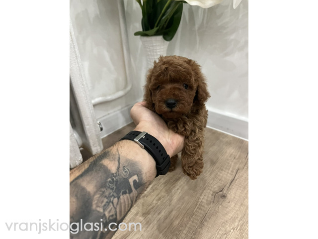 Toy pudle vrhunski kvalitet - 3/5