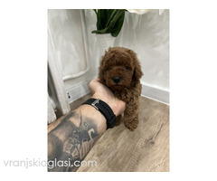 Toy pudle vrhunski kvalitet