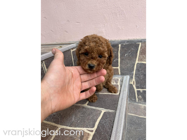 Toy pudle vrhunski kvalitet - 4/5