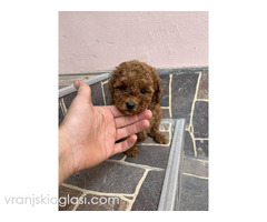 Toy pudle vrhunski kvalitet - Slika 4/5