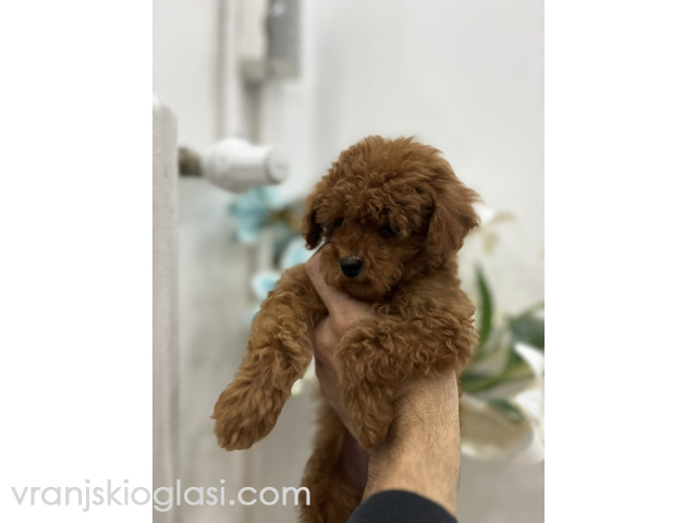 Toy pudle vrhunski kvalitet - 5/5