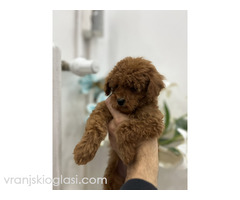 Toy pudle vrhunski kvalitet - Slika 5/5