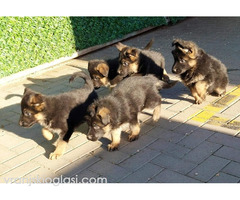 Nemacki ovcar stenad