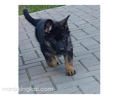 Nemacki ovcar stenad