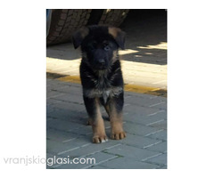 Nemacki ovcar stenad