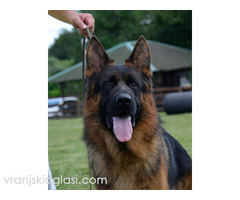 Nemacki ovcar stenad - Slika 5/5