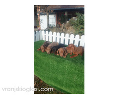 Patuljasti jazavicari